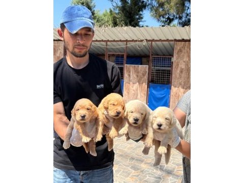 Golden retriever yavrularımız