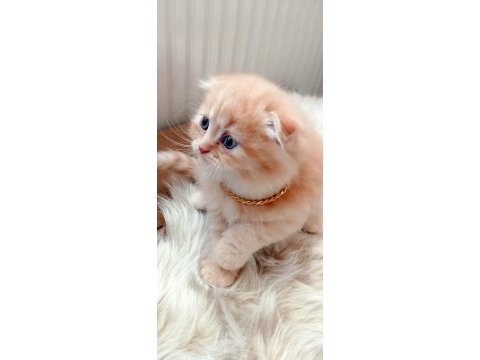Çok tatlı ve sevecen bir yavru scottish fold