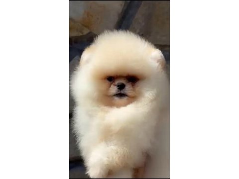 Irk ve sağlık garantili pomeranian boo bebekler
