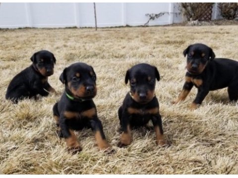 Safkan a kalite doberman dişi erkek yavrularımız