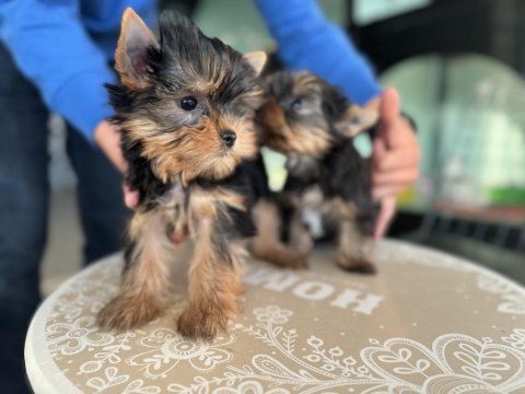 Safkan garantili tea cup yorkshire terrier