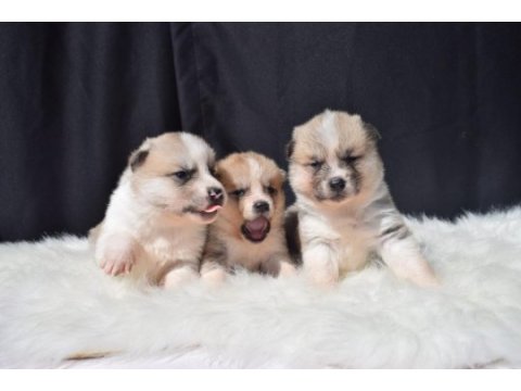 Japon akita bebekler