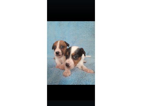 Jack russell bebişler