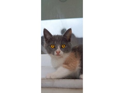 British shothair tabby