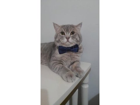 Yuva arıyor! 1,5 yaşında british shorthair