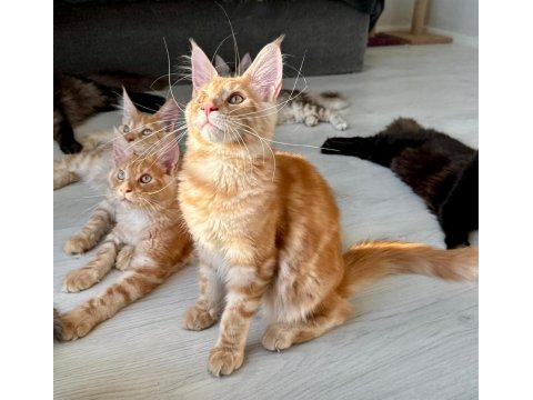 Wcf secereli şampiyon soylu saglık garantili maine coon