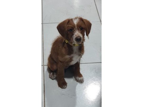 Poodle kırması 2 yavrumuz ücretsiz