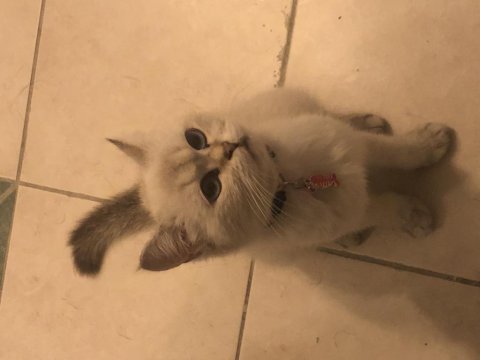 Acil satılık kedimiz için ul