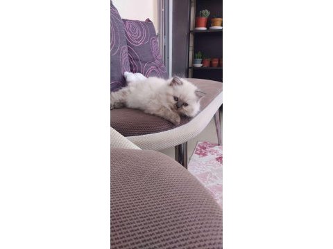 Erkek dişi mevcut çok aa kalite kediler değerinde verilir