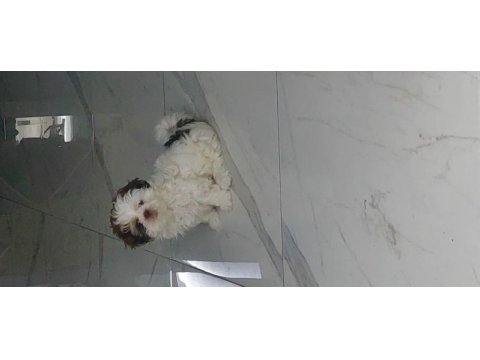 Shih tzu bebek
