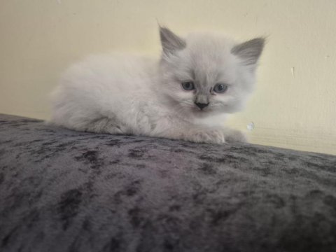 Safkan british shorthair