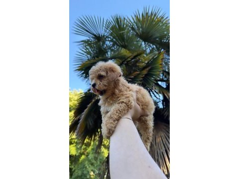 Kore maltipoo yavrumuz yeni yuvasına hazır