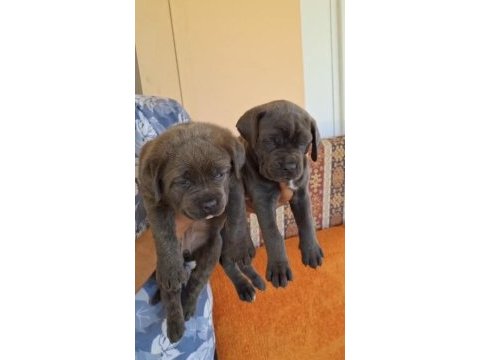 Orjinal cane corso