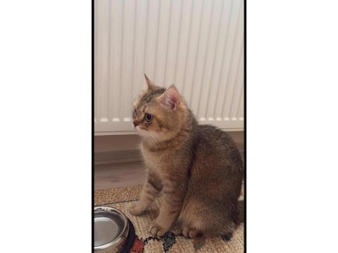 British kızımız yuva arıyor