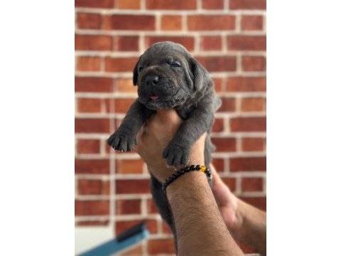 Dev cane corso yavrular