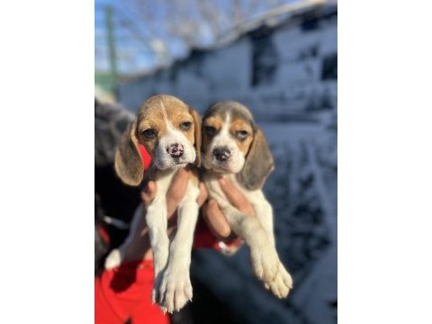 Elizabet beagle yavrularım
