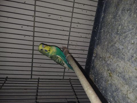 Genç muhabbet kuşu yeni çift