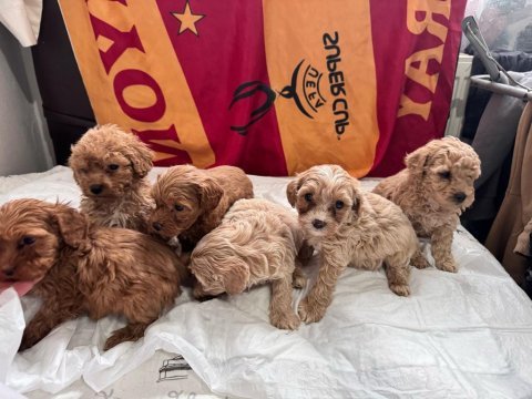 Evinize neşe getirecek teacup maltipoo yavrularımız