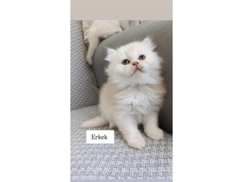 Sadece aileye british longhair