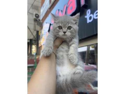 British shorthair lilac top kafa erkek