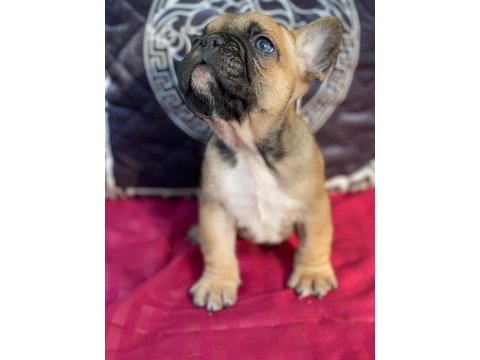 French bulldog 3 aylık