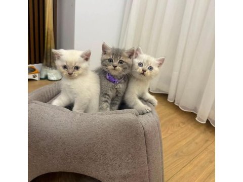 British shorthair erkek dişi ponpon gibi bebekler