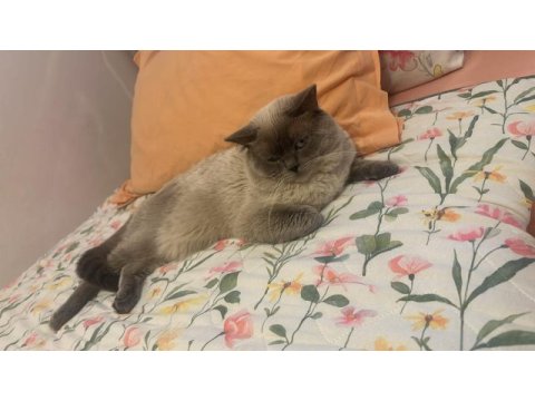 1 yaşında erkek blue point kedimiz