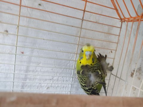 Melek kanat japones ele alışkın muhabbet kuşu