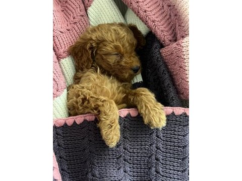 2 aylık sağlıklı ped eğitim dişi redbrown toy poodle