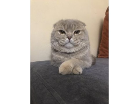 Scottish fold kızıma eş arıyorum