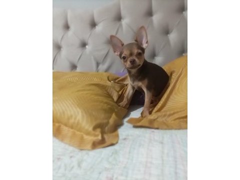 Görüşülür chihuahua