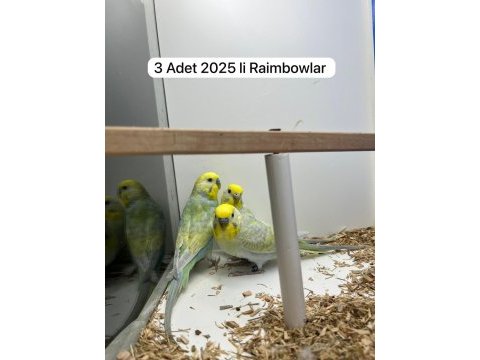 Rainbow muhabbet kuşu çiftler