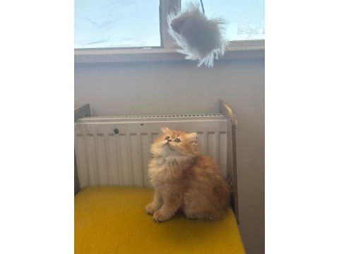 British longhair 2 aylık yavru