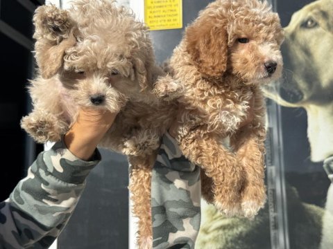 Ankaranın  en seçkin maltipoo yavruları