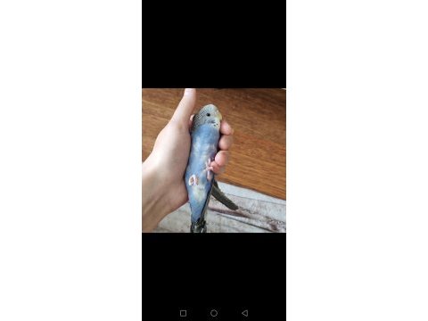 Yavru yeme yeni düştü erkek spangle muhabbet kuşu