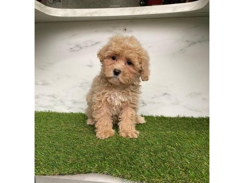 F2 maltipoo yavruları