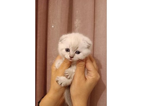 Scottish fold ve scottish straight