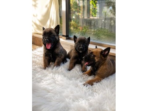 Safkan malinois yavruları