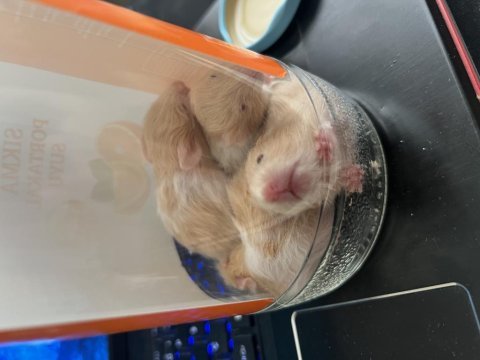 Yavru teddy bear hamsterlar