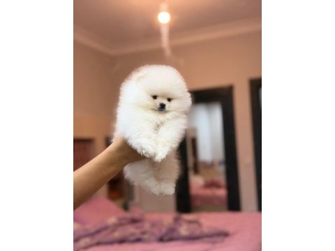 Türkiyenin en güzel pomeranian boo erkeği