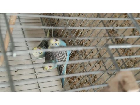 Asil kan hobi üretim muhabbet kuşu