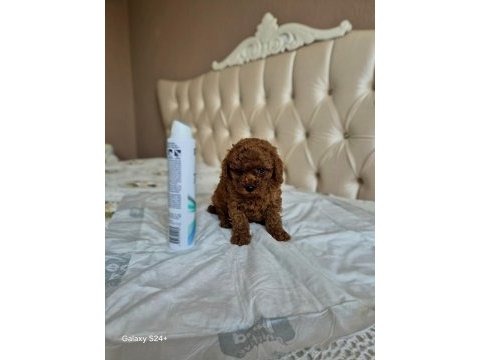 Toy poodle kore ve kore kan yavrular