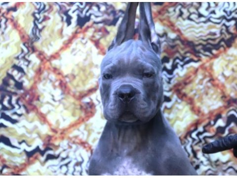 Fcı-kıf secereli safkan cane corso köpekler