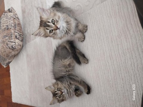 British longhair yavrular