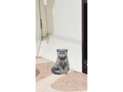 Minik scottish fold prenses