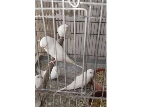 Yavru muhabbet kuşu