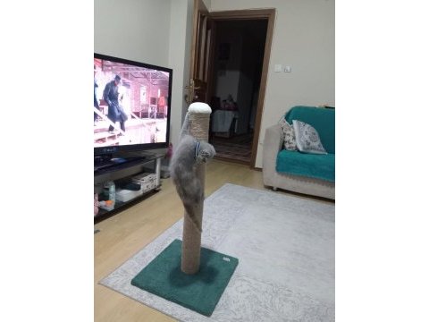 Scottish fold 3 aylık dişi