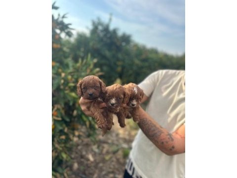 Minik maltipoo bebekleriniz sizi bekliyor