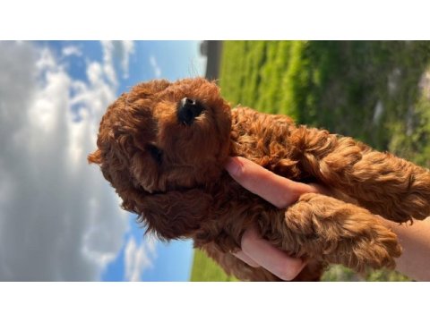 Ömür boyu ırk garantili dark ve red brown toy poodle
