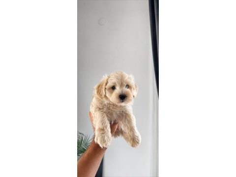 Maltipoo yavruları evde büyüyen bebeklerim
